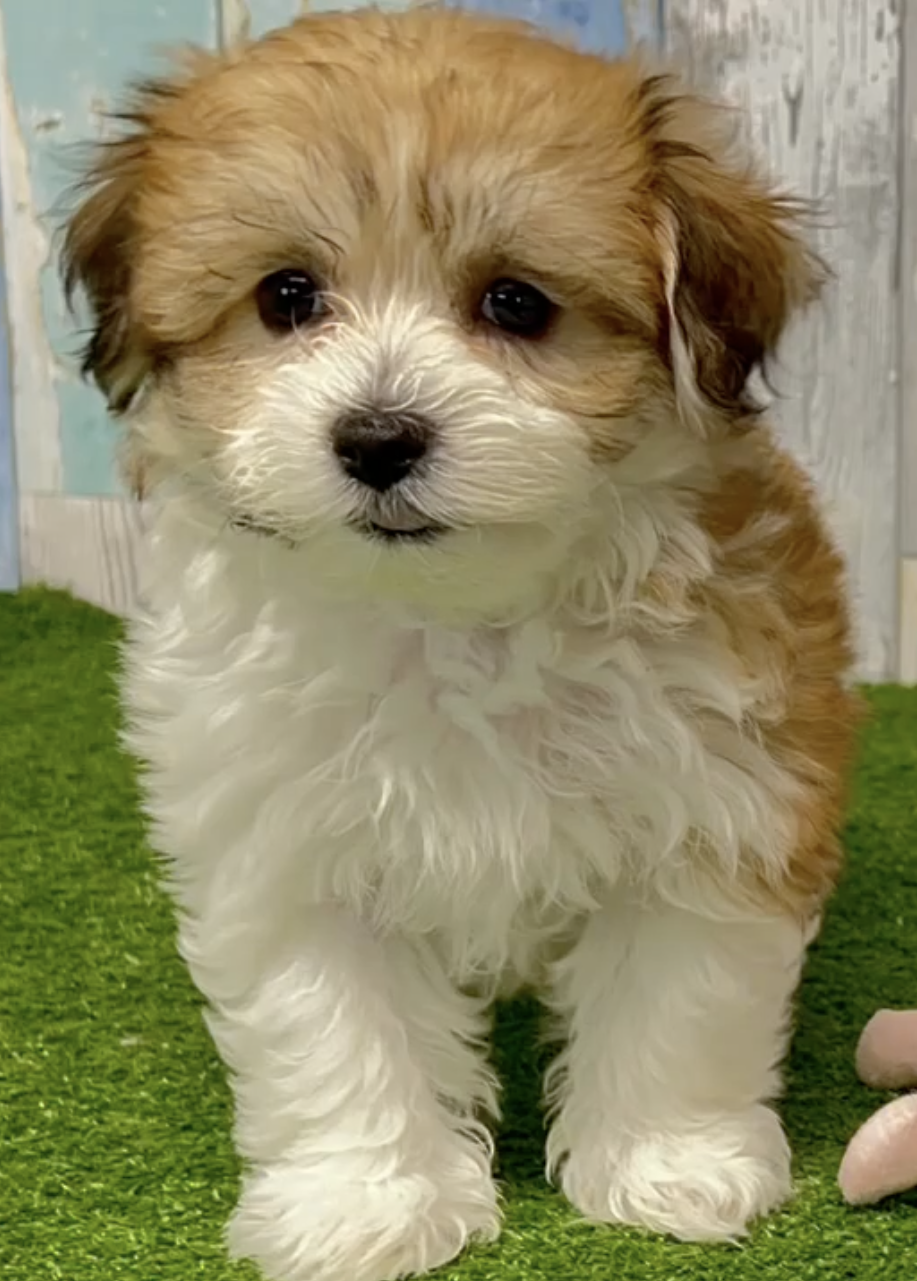 apricot and white havachon puppy sitting 
